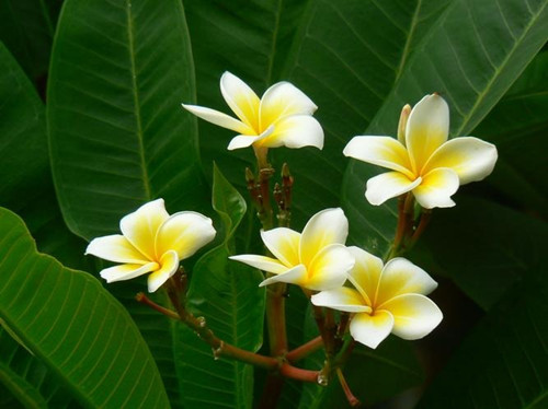 鸡蛋花