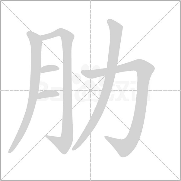 肋字笔顺动画