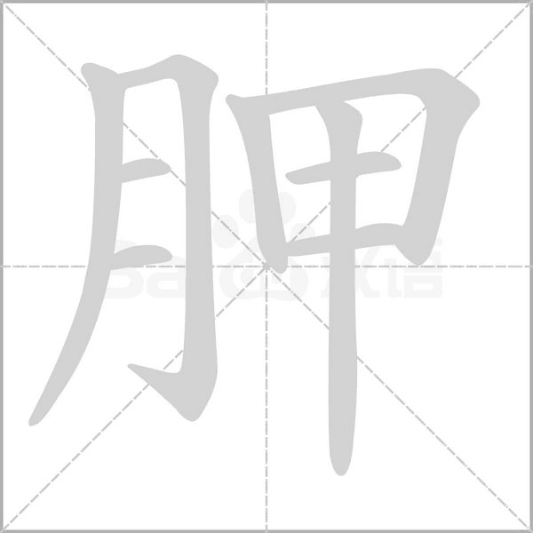 胛字笔顺动画