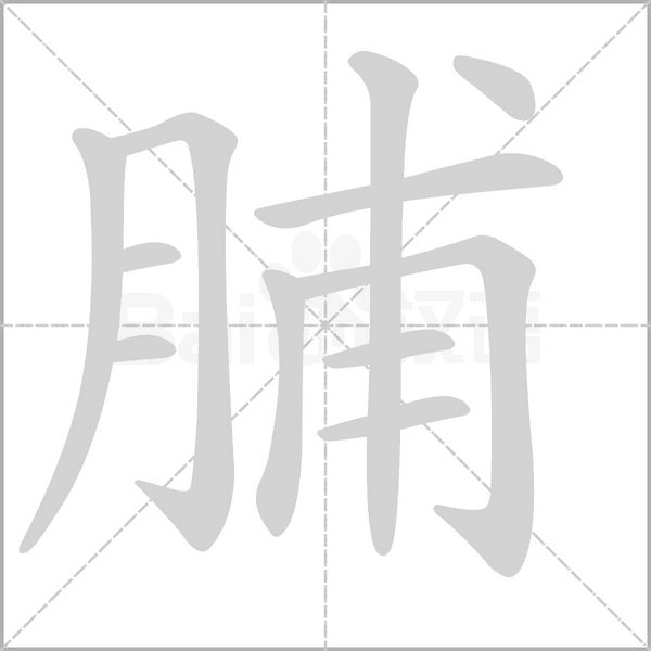 脯字笔顺动画