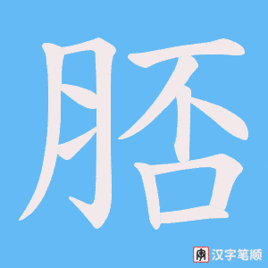 脴字笔顺动画