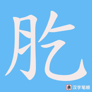 肐字笔顺动画