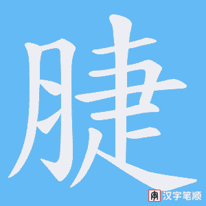 脻字笔顺动画